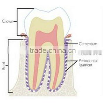 oral pathology/human pathology prepared slides