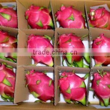 FRESH RED DRAGON FRUIT +84984418844 whatsapp