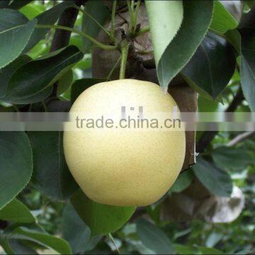 Fresh Apple Pear From China (Crown Pear)