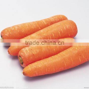 2015 Tasty Fresh Carrot From China photo-2