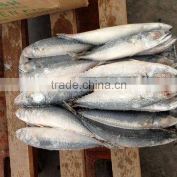 2015 mackerel Scomber-Japonicus China origin