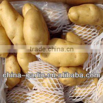 Fresh Potato Price per Ton (newest!!!)