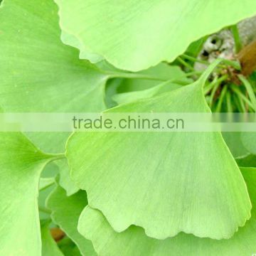 Top Quality Ginkgo Biloba Extract Powder