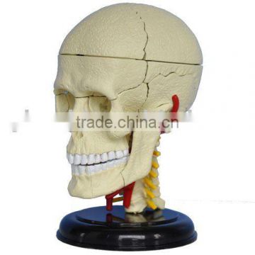 Model of human skull (mini size)