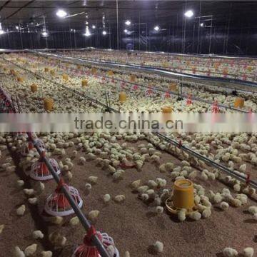 Automatic Broiler Feeding Line for Poultry Farming Equipment photo-2