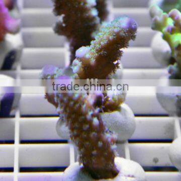 ESUN Polycaprolactone (polymorph)for Coral Reef Frag Glue Application in Aquarium photo-2