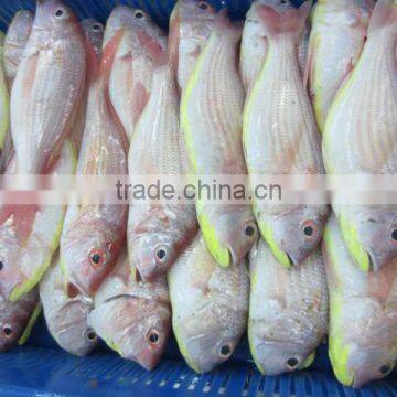Frozen Japanese Threadfin Bream photo-2