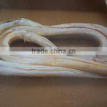Frozen Eel Fish photo-3