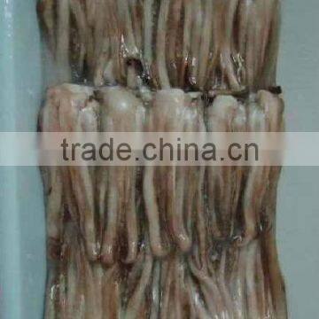 Frozen Illex Squid Tentacle photo-2