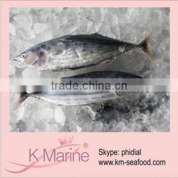 Sea Frozen Skipjack Fresh Fish lot number#kmw4042