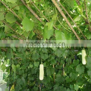 vineyard pole,raw bamboo poles wholesale