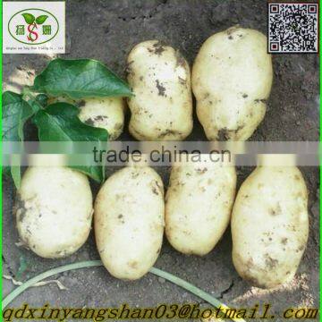 SHANDONG Fresh Ginger, Air Dry Ginger photo-3