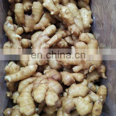 Siinocharm 2022 New Crop Hot Sale High Quality Fresh Whole Ginger photo-5