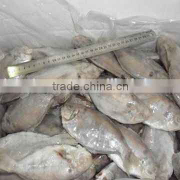 High quality frozen butterfish pomfret (POMPANO)