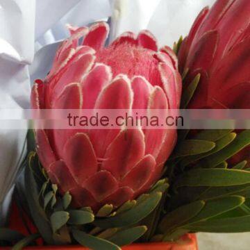 Color top sell protea cynaroides flower