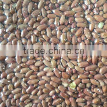 PEANUT KERNELS