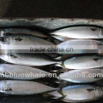 Atlantic mackerel Whole Rund Scomber Scombrus