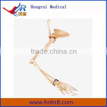 High Quality Skeleton Model of Arm, Scapular and Collar Bone