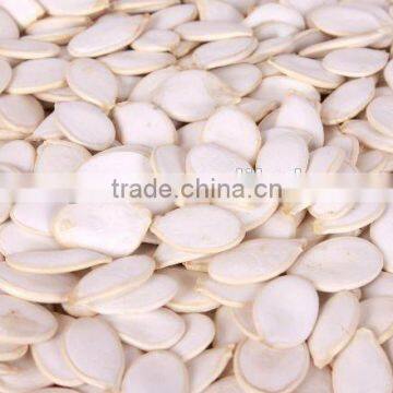 new crop snow white pumpkin seeds 13cm