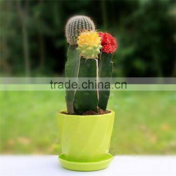 Indoor Wholesale Cactus Plants photo-5