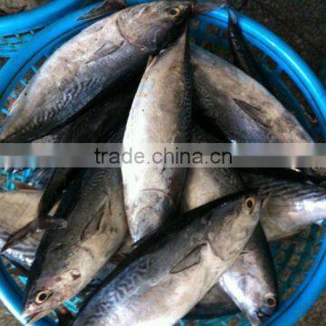 Frozen Bonito Tuna Fish