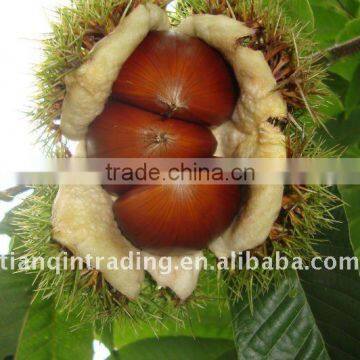 chinese chestnut