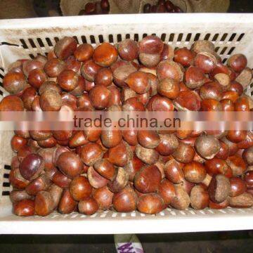 good quality frosen chestnut kernel for 2013