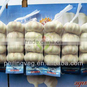 jinxiang fresh garlic (2013 new crop)