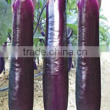 Hybrid F1 High Quality Black Purple Eggplant Seeds For Growing-Long Rainbow F1