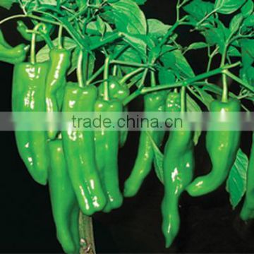 Hybrid high yield pepper seeds for growing-Mo Xiu Da Jiao