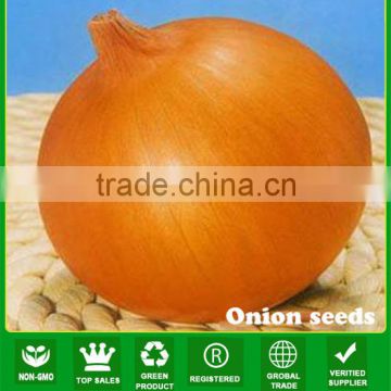 ON01 Dayu early maturity f1 hybrid yellow onion seeds prices