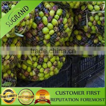 High quality best sales olive harvest nets