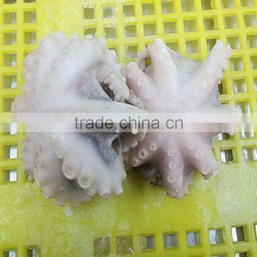 Fresh IQF Baby Octopus on Market for Sale photo-2
