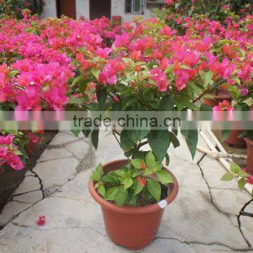 Bougainvillea Spectabilis photo-4