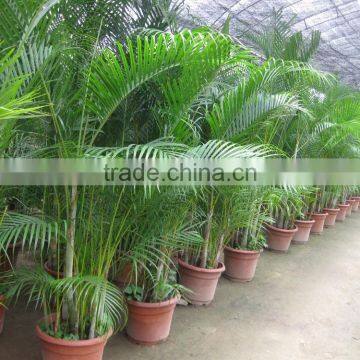 Areca Palm (Chrysalidocarpus Lutescens) Yellow Butterfly Palm photo-4
