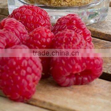 Fat Burner - Raspberry Ketone Capsules for Export