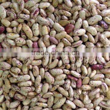 Light Speckled Kidney Beans