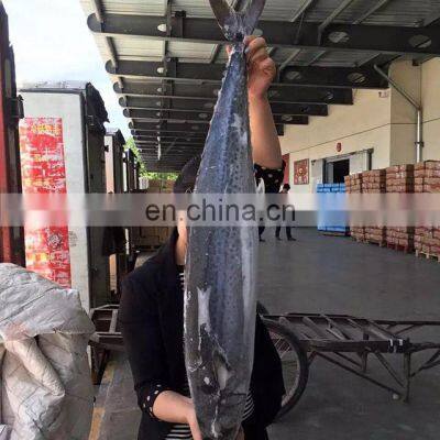 Fresh Seafood Scientific Name of Spanish Mackerel photo-5