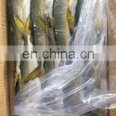 Frozen Yellow Tail Fish Travelly Fish Yellowtail Fish Seriola Quinqueradiata