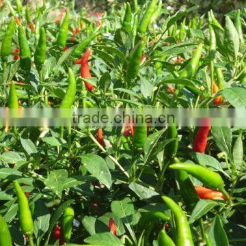 Chili Pepper- High Quality Frozen Hot Red Chili Pepper/fresh Red Chili photo-3