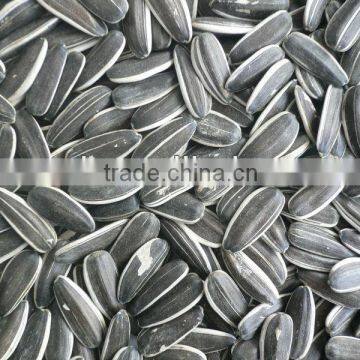 Long confectionery sunflower seed for sale