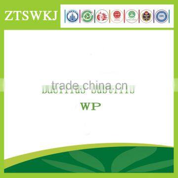 Bacillus subtilis WP