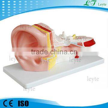 XC-303B display Middle Ear Model