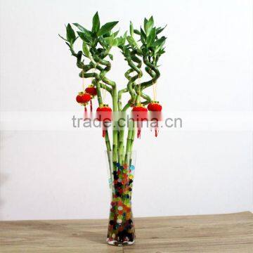 decorative lucky bamboo for dining room