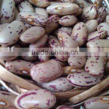 Long Shape Light Speckled kidney beans(2010 crop. heilongjiang origin,hps)