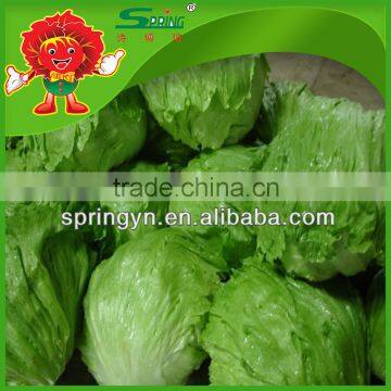 inartificial hot fresh red leaf lettuce cheap price for sale