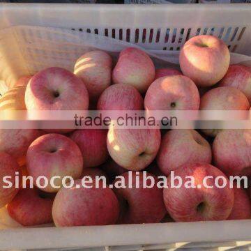 Supply Red Fuji Apple Class A From China