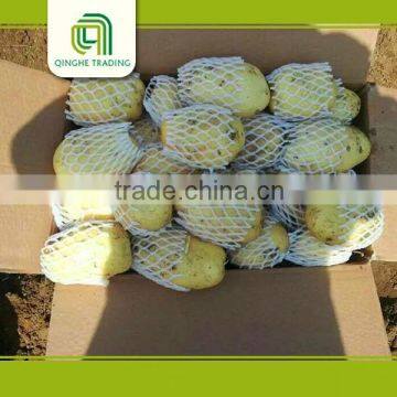 Good Brand Fresh Dutch Potato
