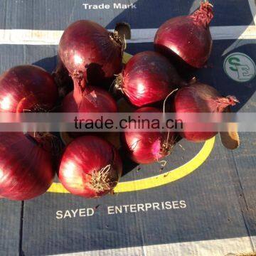 FRESH Red Onion photo-6