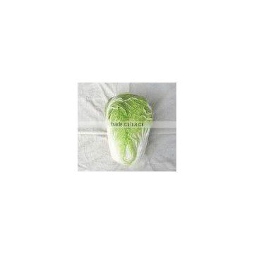 fresh green chinese cabbage